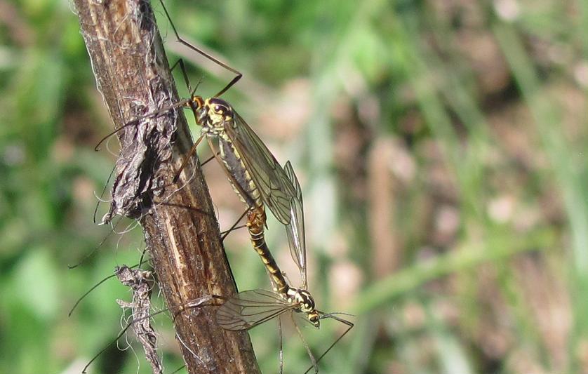 Nephrotoma sp., (Tipulidae)